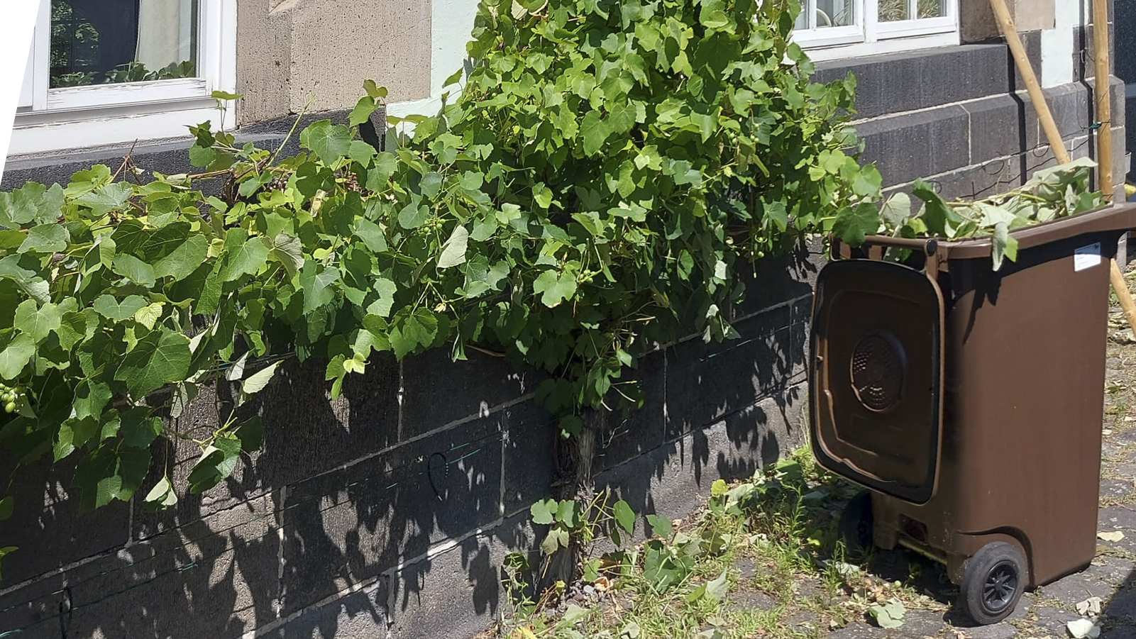 Roland Geyer hat sich um den Sturmschaden an der Weinrebenwand gekümmert.